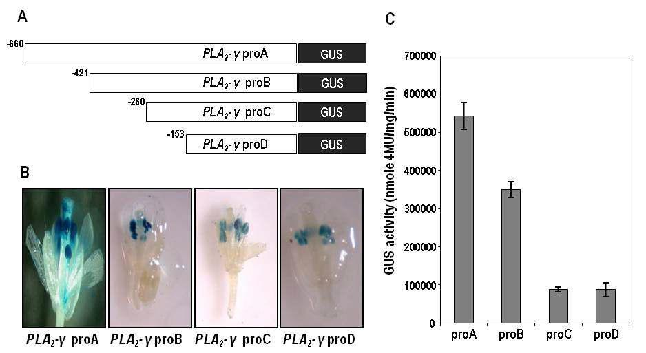 The activity of the deletion series ofPLA2-γ promoter.