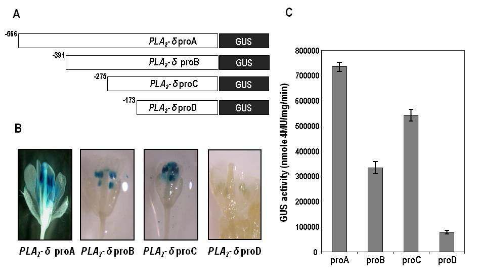 The activity of the deletion series ofPLA2-δ promoter.