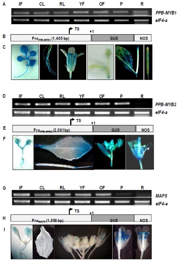 Spatial expression of the novel transcriptionfactors.