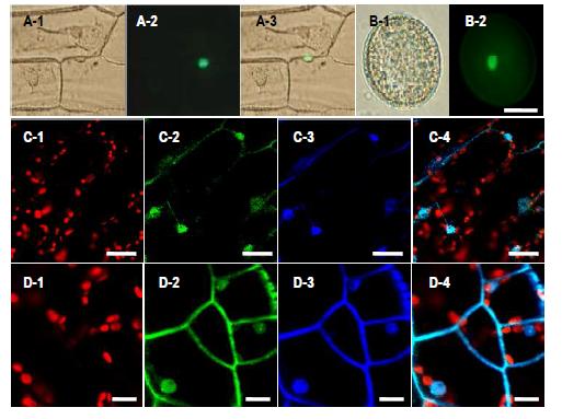 Subcellular localization of novel transcriptionfactors