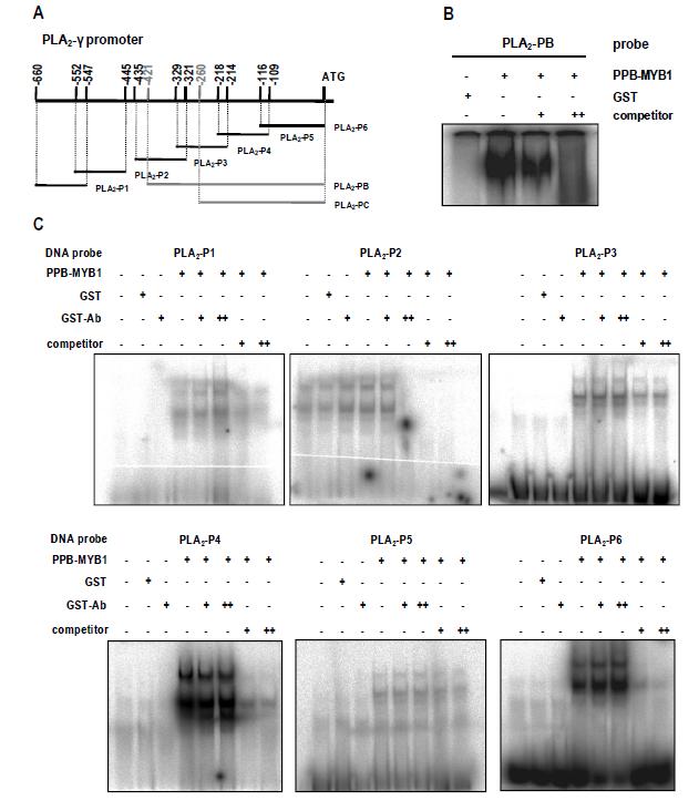 EMSA of PPB-MYB1 Binding to the PromoterSequence of PLA2-γ.