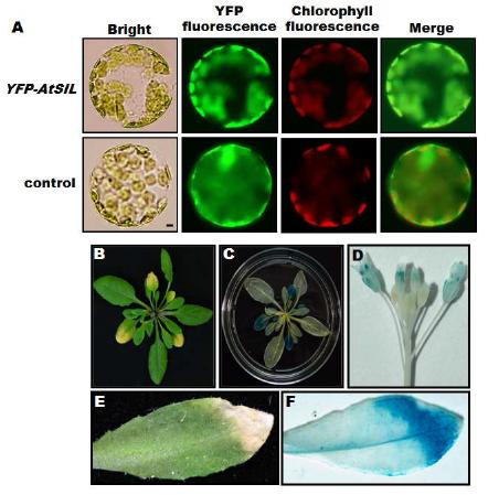 Subcellular localization of AtSILand analysis of AtSIL promoter.