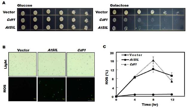 Cell death in yeast.