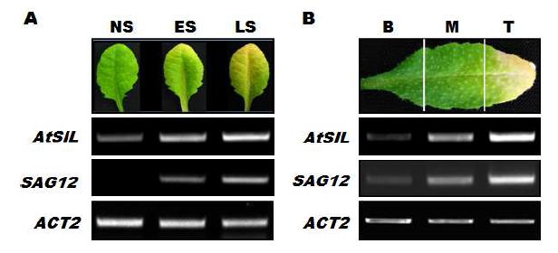 RT-PCR analysis of AtSIL during leaf senescence