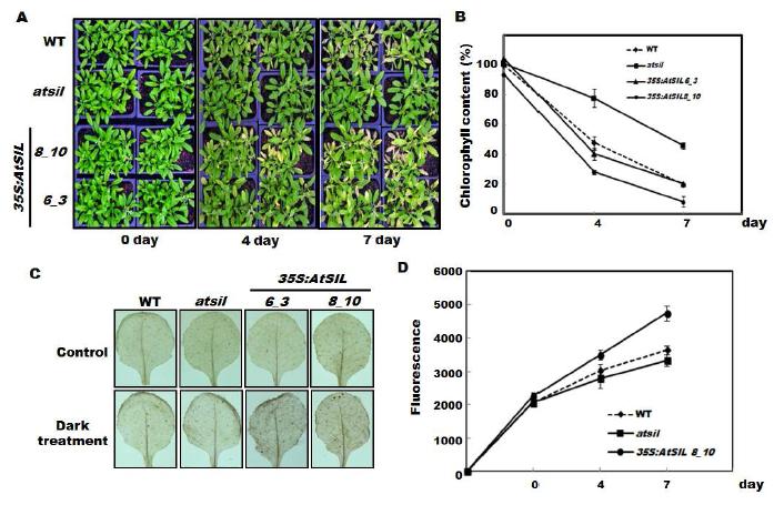 Phenotypes and ROS concentration in the dark.