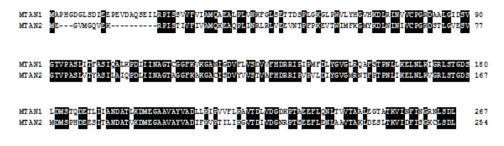 Sequence alignment of E. coli MTAN and Arabidopsis MTAN