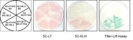 Yeast two-hybrid assays