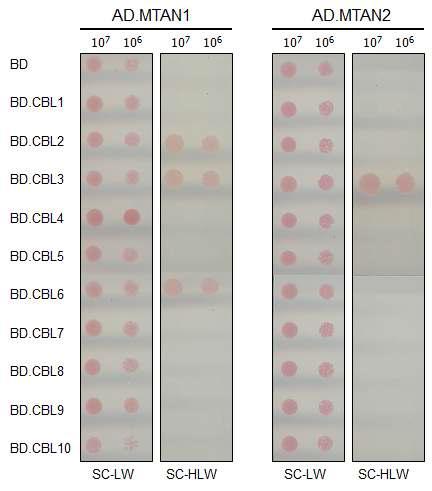 AtMTAN2 interacts with CBL3 but not with otherCBL family members.