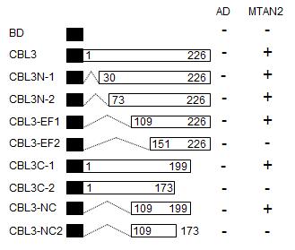 Determination of the CBL3 region responsiblefor the interaction with AtMTAN2.