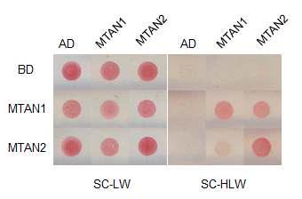 Arabidopsis MTAN1 and MTAN2 form homo- and hetero-dimers.