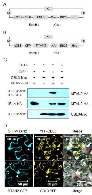 CBL3 associate with AtMTAN2 in vivo.