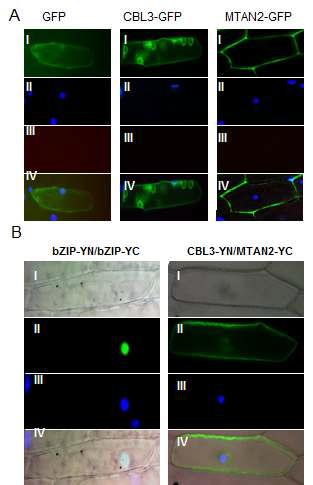 Subcellular localization of the CBL3 and AtMTAN proteins and their associationin a plant cell