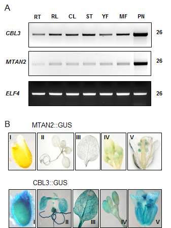 Expression patterns of the Arabidopsis CBL3 and MTAN2 genes.