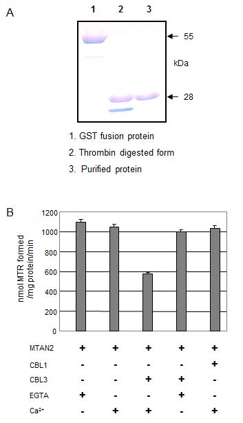 MTA nucleosidase activity of AtMTAN2 is inhibited by Ca2+ -bound CBL3