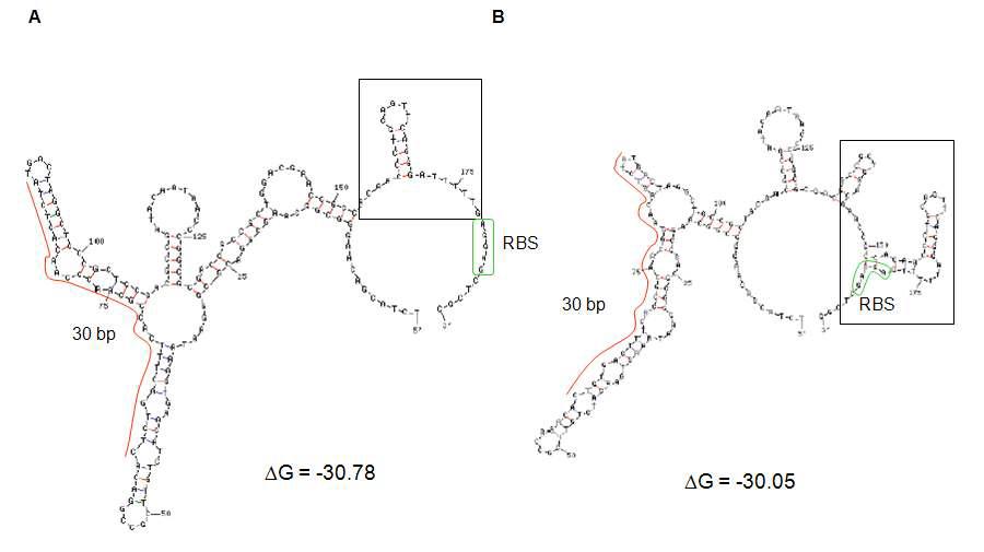 DINAMelt (http://www.bioinfo.rpi.edu/applications/hybrid/hybrid2.php)를 통한 두가지 type의 fabA 5' UTR 의 secondary structures (A 와 B).