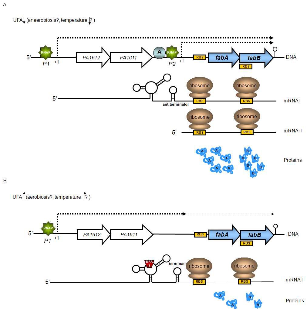 Riboregulatory element에 의한 fabA의 조절 기작의 예측 모델.