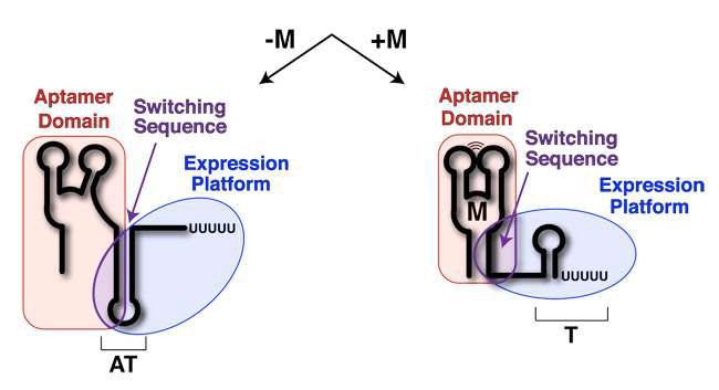 Riboswitch domains