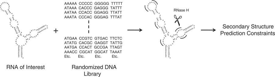 RNase H cleavage assay의 원리