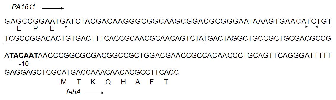 fabA-PA1611intergenic 부위의 염기서열.