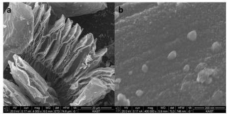 (a) Graphene-Pt 나노입자 복합체의 SEM 이미지. (b) (a)부분에 대한 고배율의 SEM 이미지.