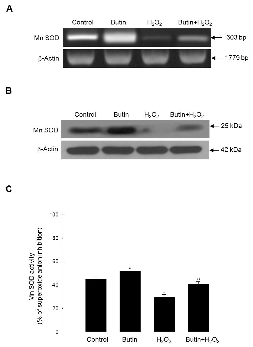 산화적 스트레스시 (A) Mn SOD mRNA, (B) 단백질 발현 측정 및 (C) Mn SOD 활성에 대한 Butin의 효과