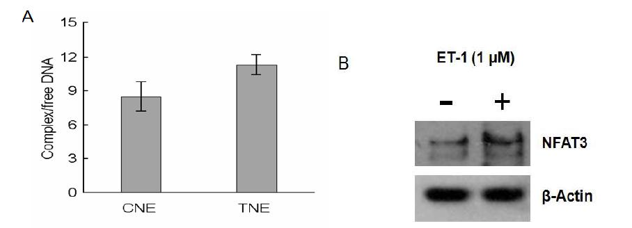 Control cell과 ET-1 treated cell로 부터의 NFAT3-DNA complex의 비교