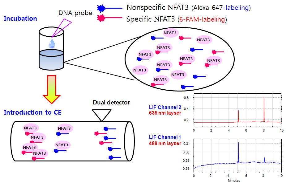 Dual CEMSA 기법의 schematic diagram