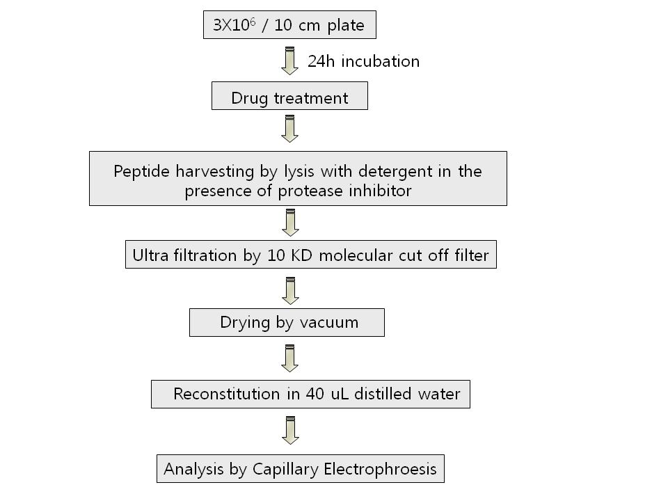 세포로부터 펩타이드 추출 방법