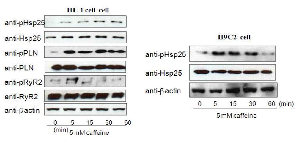 카페인 처리에 의해 칼슘 관련 단백질 및 Hsp25의 인산화 확인.