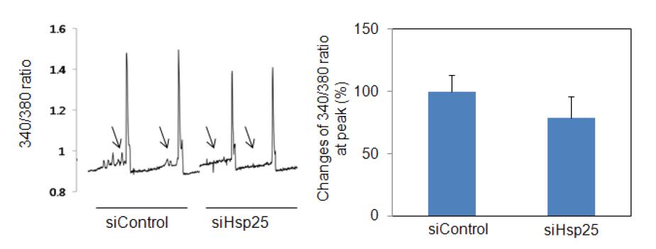 카페인 처리에 의한 SR의 칼슘 분비 유도는 Hsp25의 knockdown에 의해 감소.