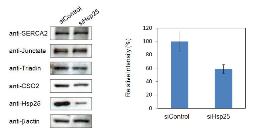Hsp25는 CSQ2 발현 조절을 통한 칼슘 조절에 관여.