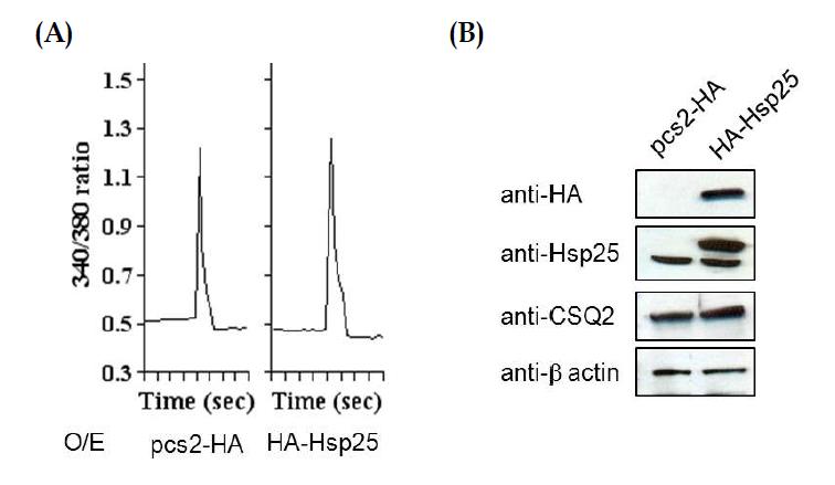 pCS2-HA-Hsp25 과발현 후 Ca transient의 확인 및 발현양 비교