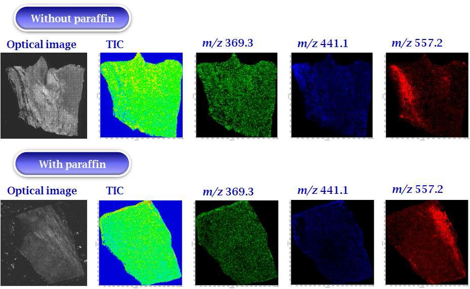 Mass spectrometric imaging 기술에 의한 난소조직 내의 지방성 화합물의 평가