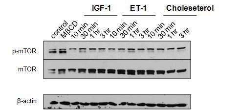 Cholesterol 처리한 H9c2 cell 에서 cardiac hypertrophy signal pathway 관련 단백질인 mTOR의 인산화