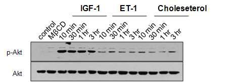 Cholesterol 처리한 H9c2 cell 에서 cardiac hypertrophy signal pathway 관련 단백질인 AKT의 인산화