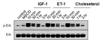 Cholesterol 처리한 H9c2 cell 에서 cardiac hypertrophy signal pathway 관련 단백질인 ERK의 인산화