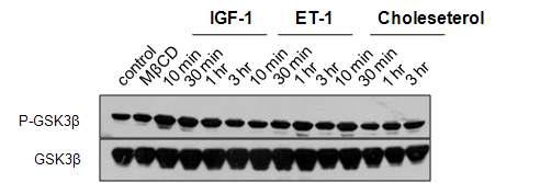 Cholesterol 처리한 H9c2 cell 에서 cardiac hypertrophy signal pathway 관련 단백질인 GSK3β의 인산화