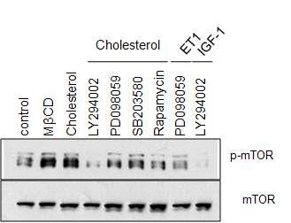 Cholesterol과 cardiac hypertrophy 관련 신호전달 단백질들의 저해제를 동시 처리한 H9c2 cell에서 신호전달 단백질 mTOR의 인산화