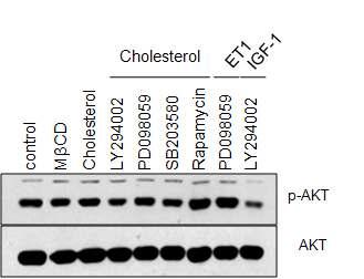 Cholesterol과 cardiac hypertrophy 관련 신호전달 단백질들의 저해제를 동시 처리한 H9c2 cell에서 신호전달 단백질 AKT의 인산화