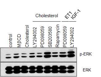 Cholesterol과 cardiac hypertrophy 관련 신호전달 단백질들의 저해제를 동시 처리한 H9c2 cell에서 신호전달 단백질 ERK의 인산화