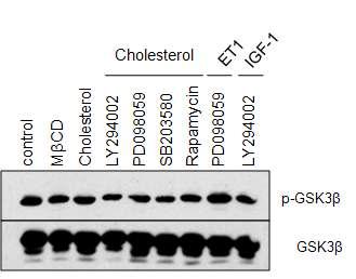 Cholesterol과 cardiac hypertrophy 관련 신호전달 단백질들의 저해제를 동시 처리한 H9c2 cell에서 신호전달 단백질 GSK3β의 인산화