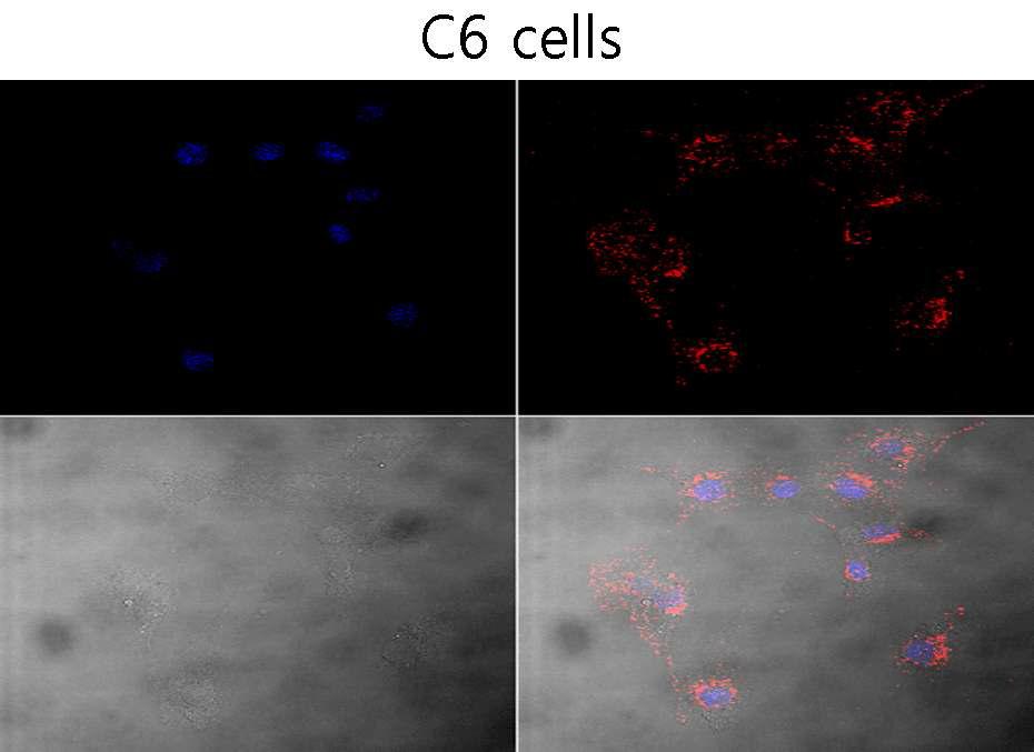 C6와 CHO 세포주에서 cripto-1 압타머를 이용한 암세포 특이적 표적 친화력 검증