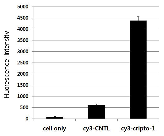 cripto-1 암줄기세포 표적능 측정