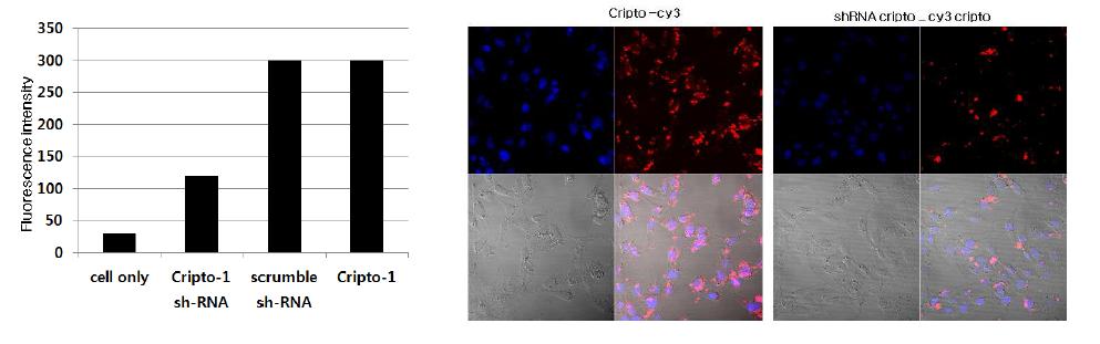 cripto-1 sh-RNA를 이용한 cripto-1의 암줄기세포 특이성 검증