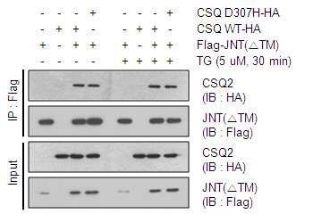 CSQ mutant D307H와 JNT의 interaction