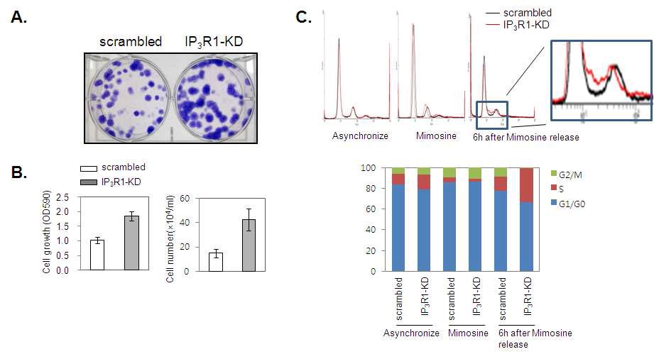 IP3R knock-down 근원세포주의 세포성장과 세포주기 분석