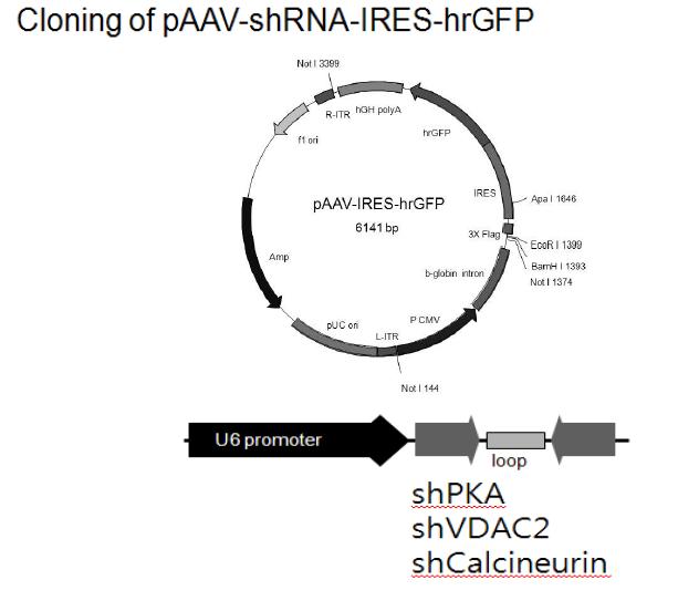 Map of AAV9 vectors encoding shRNA expressing cassettes.