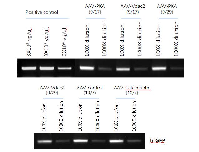 Quantification of produced and purified shRNA-expressing AAV9 vectors by using PCR.