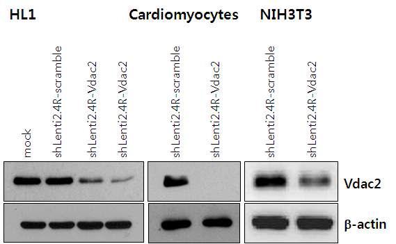 Knock-down effect of Vdac2 in mouse cell lines.