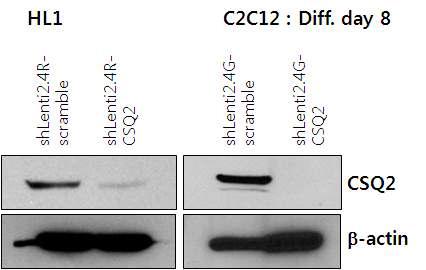 Knock-down effect of CSQ2 in mouse cell lines.